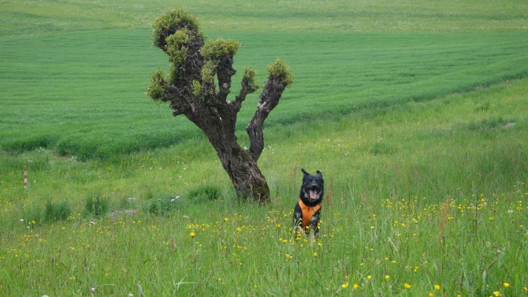 Hund im vollen Lauf beim Rückruftraining im Freilauf — echter Trainingsmoment aus der Willenskraft-Praxis