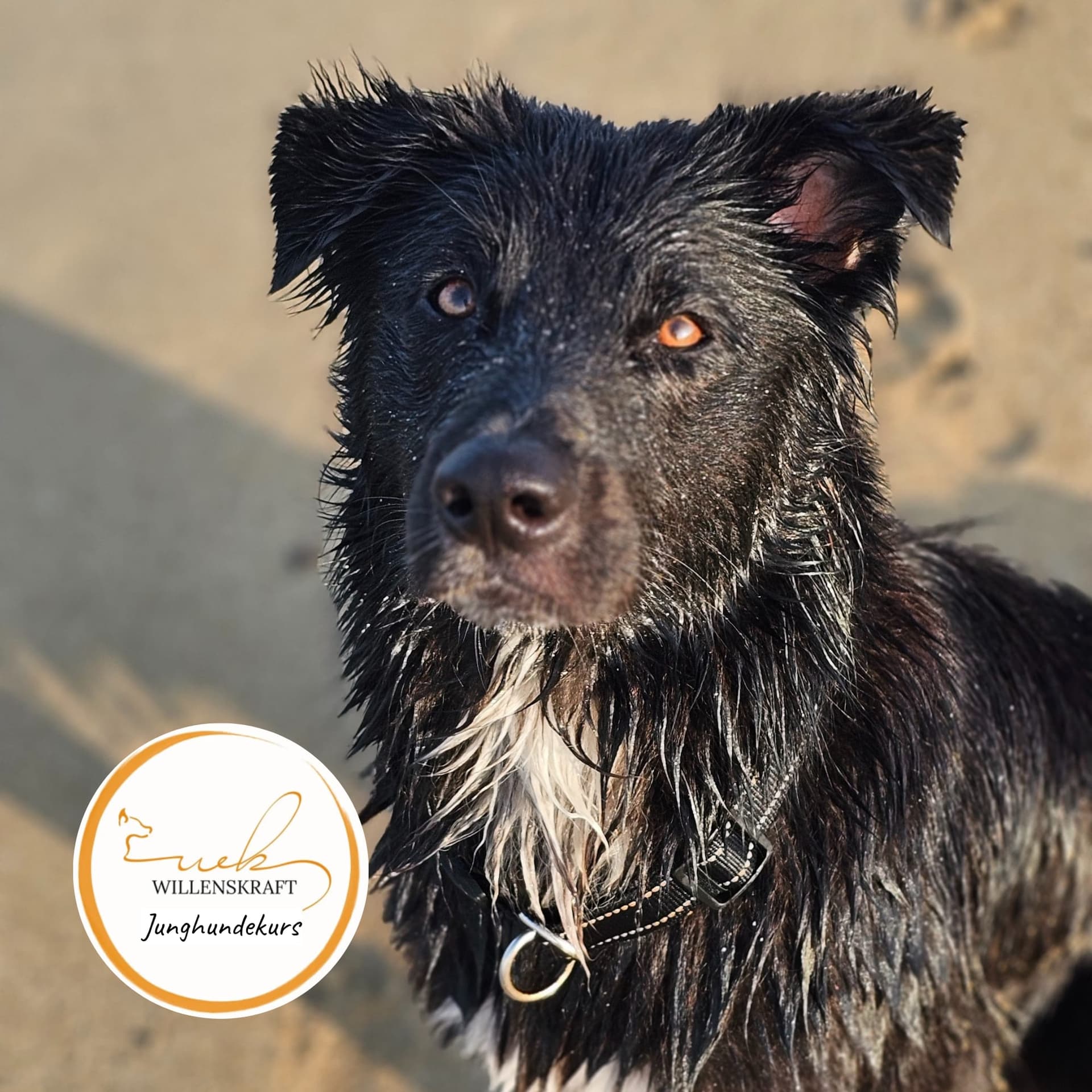 Junghundekurs der Hundeschule Willenskraft — Training in der Kleingruppe