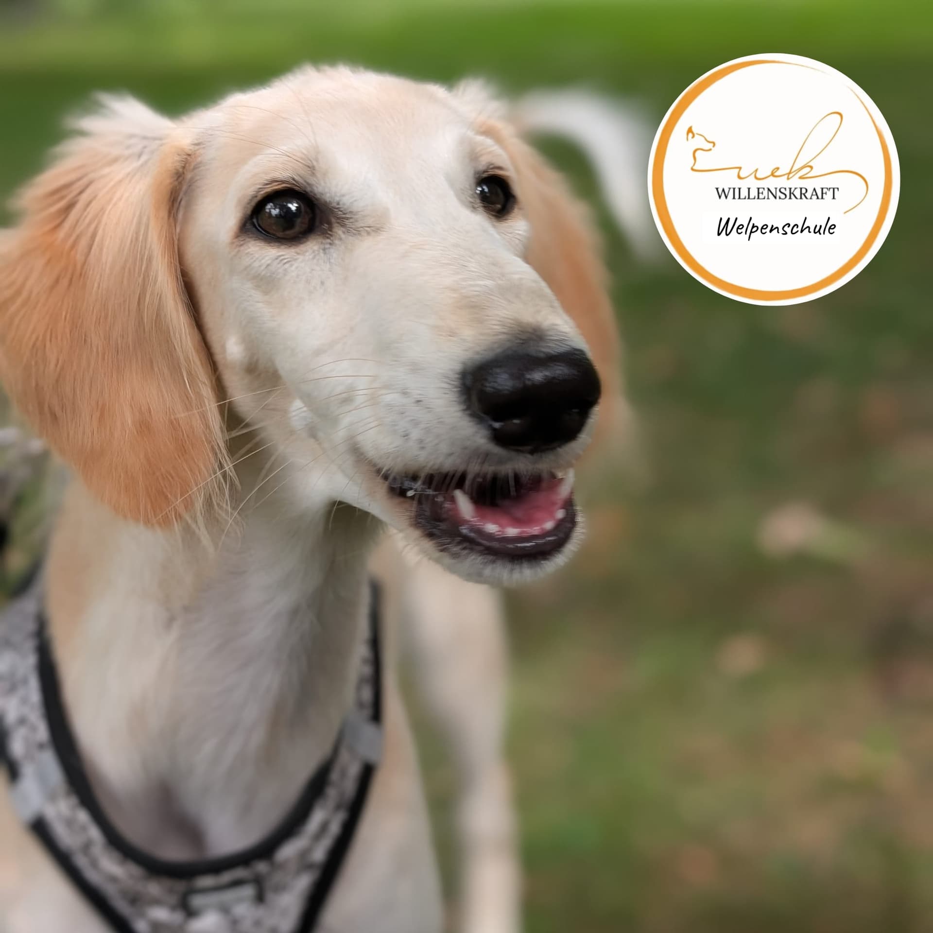 Welpenschule der Hundeschule Willenskraft — Kleingruppe im Training